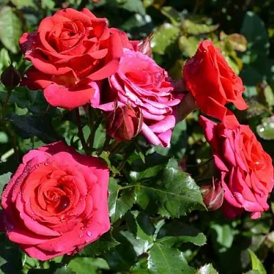 Роза МИРАБЕЛЬ спрей  Роза МИРАБЕЛЬ спрей в Лиде