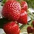Клубника АРГЕНТЕРА в Лиде
