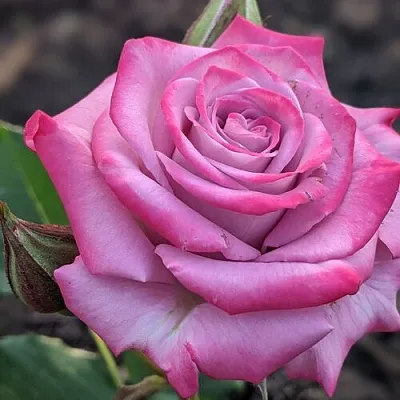 Роза ОКЕАН МИКАДО спрей  Роза ОКЕАН МИКАДО спрей в Лиде