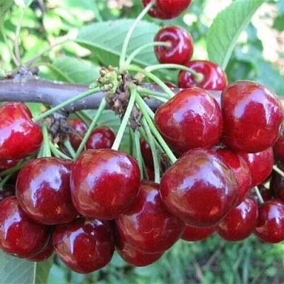 Вишня ДЕСЕРТНАЯ МОРОЗОВОЙ  Вишня ДЕСЕРТНАЯ МОРОЗОВОЙ в Лиде