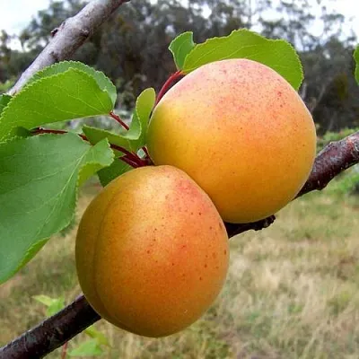 Абрикос ОРЛОВЧАНИН   Абрикос ОРЛОВЧАНИН  в Лиде