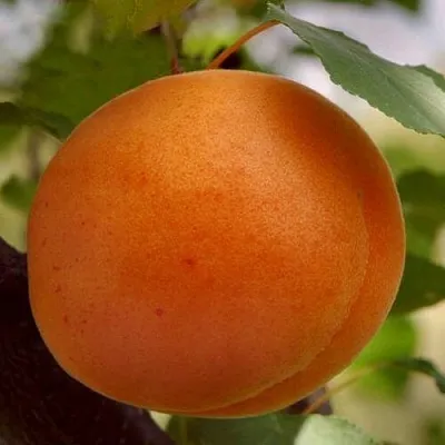 Абрикос ОЛИМП  Абрикос ОЛИМП в Лиде