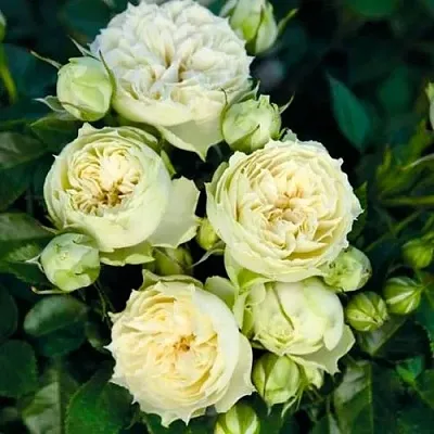 Роза БЛАНШЕТТ спрей  Роза БЛАНШЕТТ спрей в Лиде