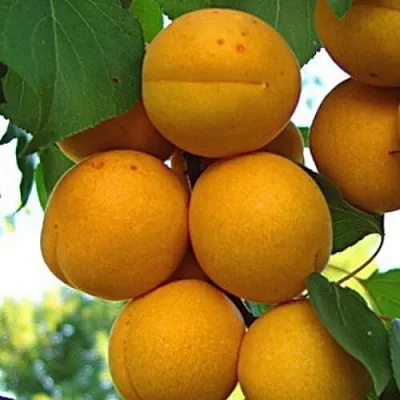 Абрикос ОНТАРИО  Абрикос ОНТАРИО в Лиде