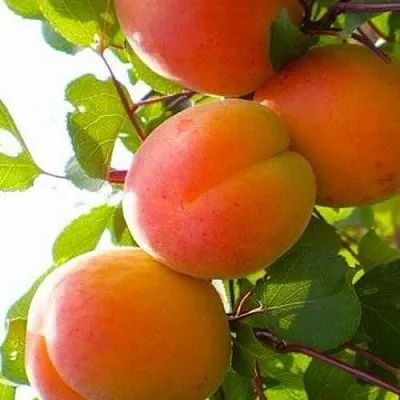 Абрикос КРЫМСКИЙ АМУР  Абрикос КРЫМСКИЙ АМУР в Лиде