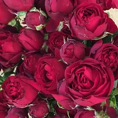 Роза РЕД БАБЛС спрей  Роза РЕД БАБЛС спрей в Лиде