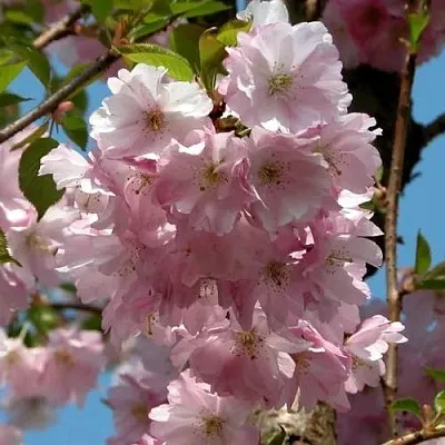 Вишня АККОЛЕЙД цветущая  Вишня АККОЛЕЙД цветущая в Лиде