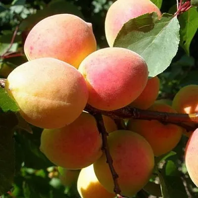 Абрикос СЮРПРИЗ  Абрикос СЮРПРИЗ в Лиде