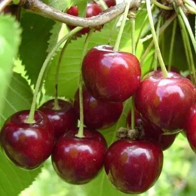 Вишня ХАРИТОНОВСКАЯ  Вишня ХАРИТОНОВСКАЯ в Лиде