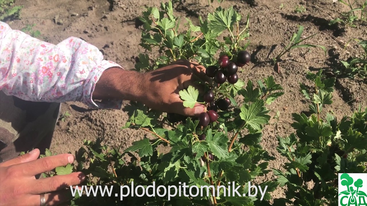 Превью видео