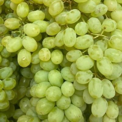 Зеленый в Лиде