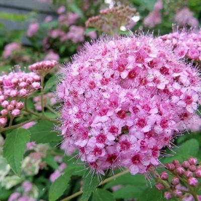 Розовая в Лиде