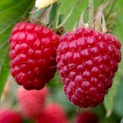 Средняя в Лиде