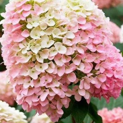 Низкорослые (карликовые) в Лиде