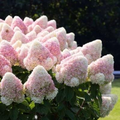 Бело-розовая в Лиде