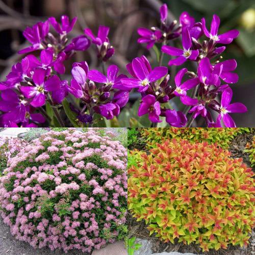 Комплект ЯПОНСКИЙ САД в Лиде