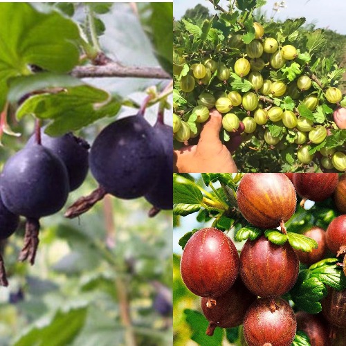 Комплект КРЫЖОВНИК MIX в Лиде