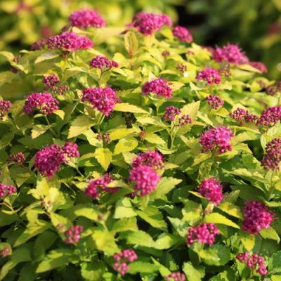 Японская в Лиде