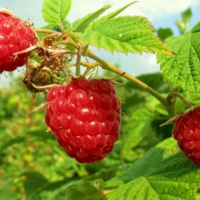 Бесшипная в Лиде