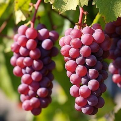 Фиолетовый в Лиде