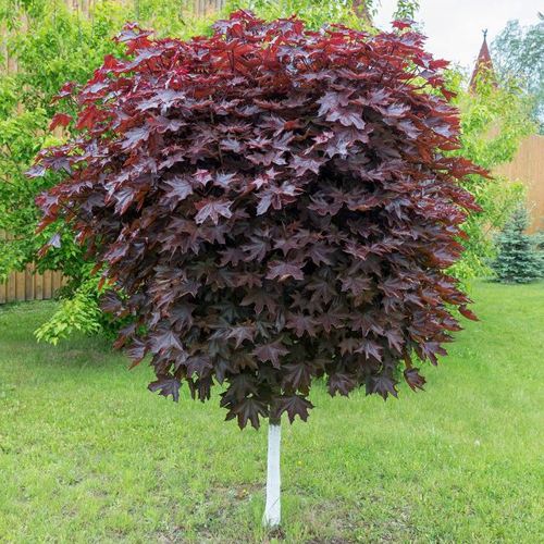 Клен красный в Лиде