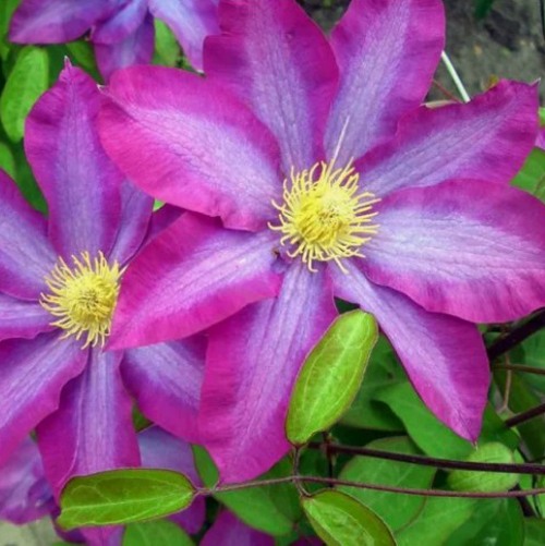 Клематис КАКИО в Лиде