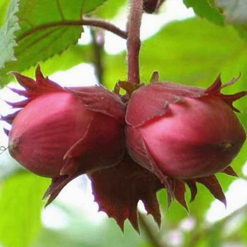 Фундук АЙВЕНГО в Лиде