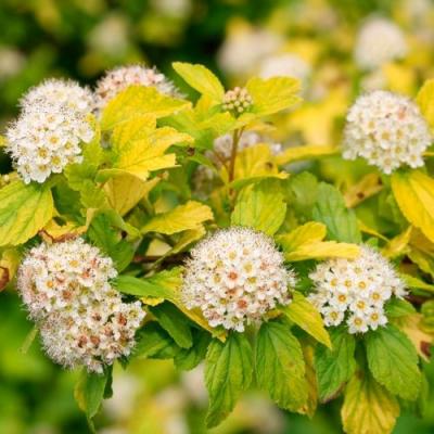 Желтый в Лиде