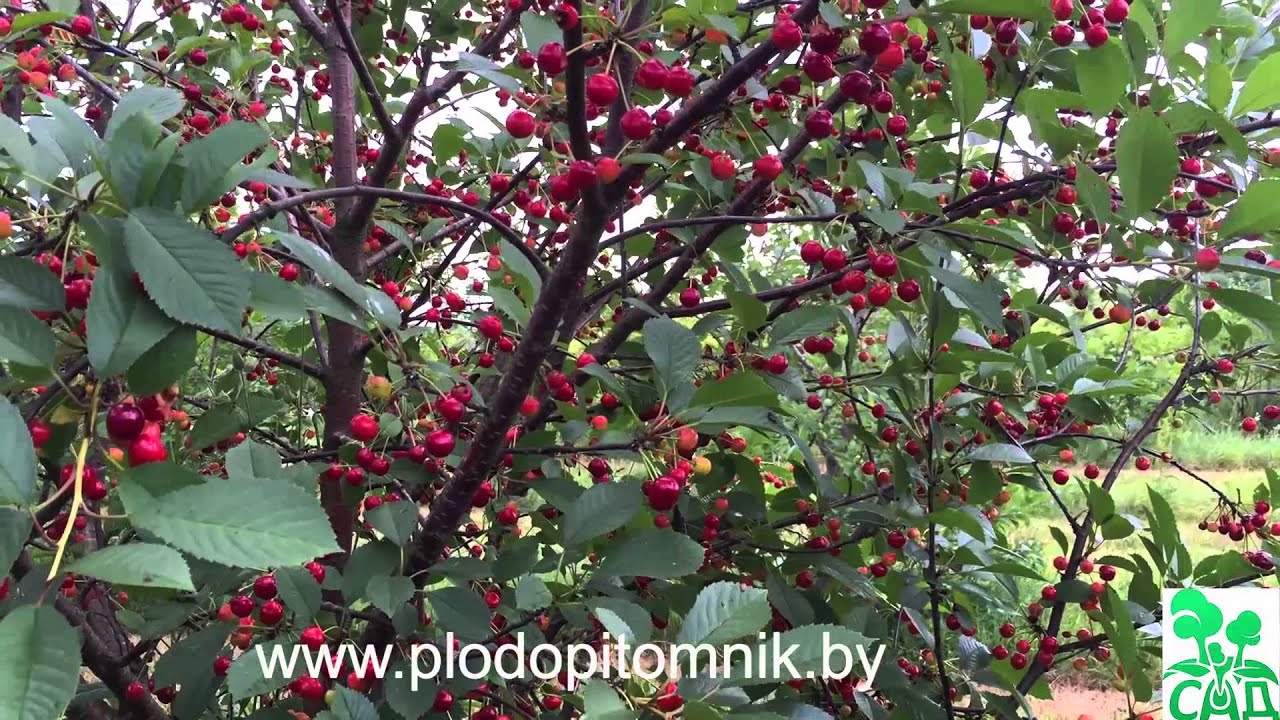 Превью видео