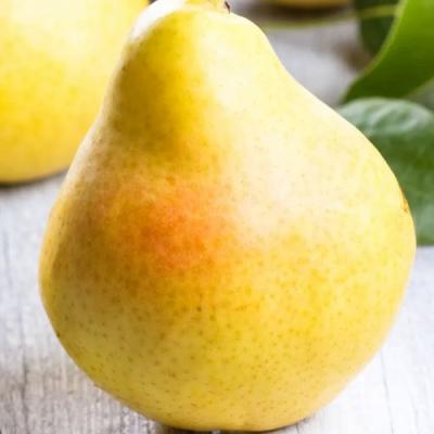 Желтая в Лиде