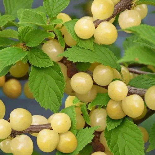 Вишня СНЕВИТ войлочная в Лиде