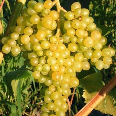 Желтый в Лиде