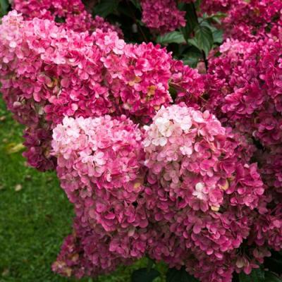 Фрайз в Лиде