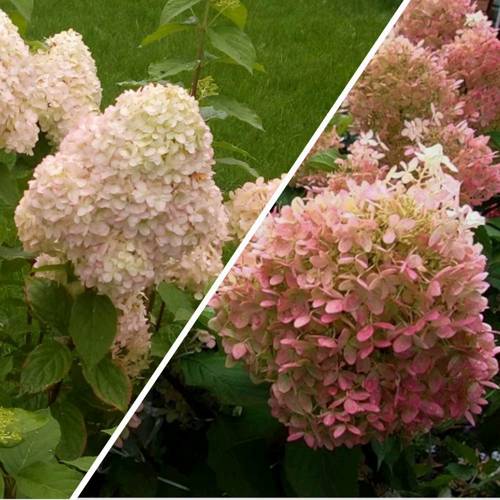 Комплект НЕЖНЫЕ ЧУВСТВА в Лиде