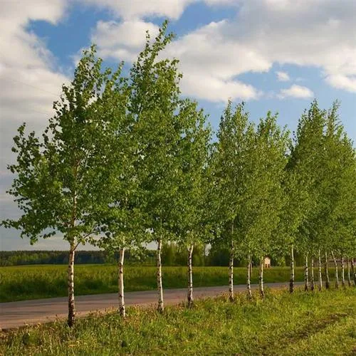 Береза обыкновенная в Лиде