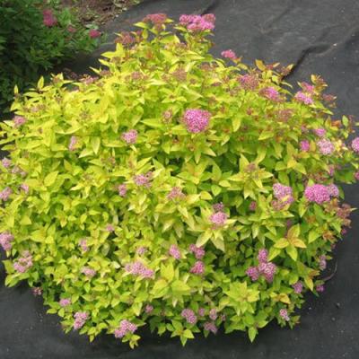 Голден в Лиде