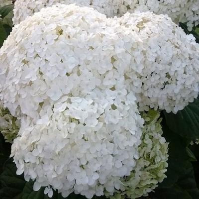 Белая в Лиде