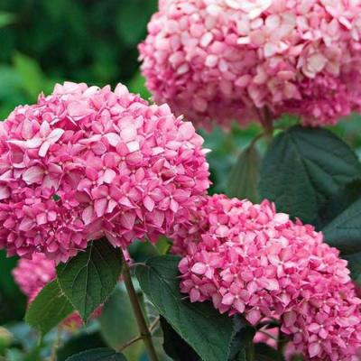 Розовая в Лиде