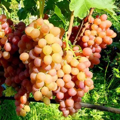 Сладкий в Лиде