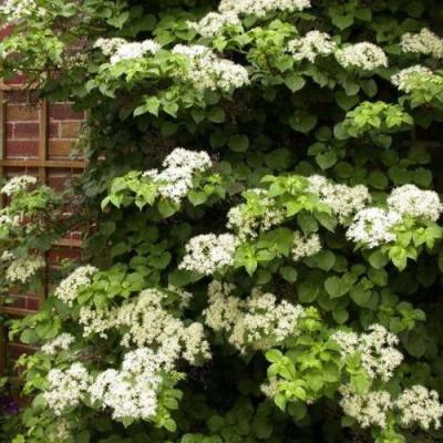 Черешковая в Лиде