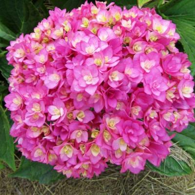 Ремонтантная в Лиде