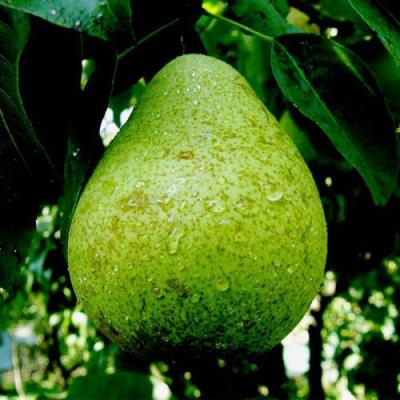 Зеленая в Лиде