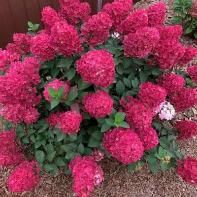 Красная в Лиде