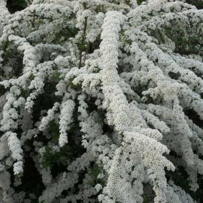 Серая в Лиде