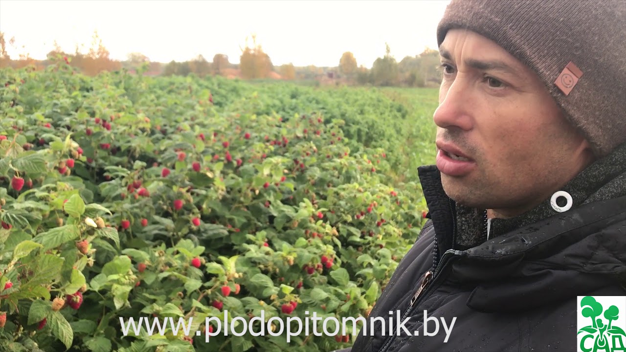 Превью видео