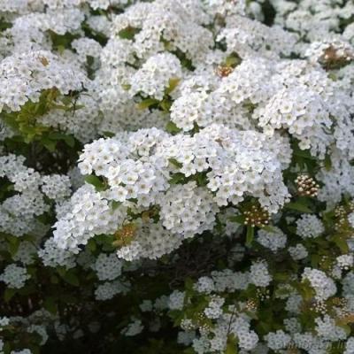 Белая в Лиде