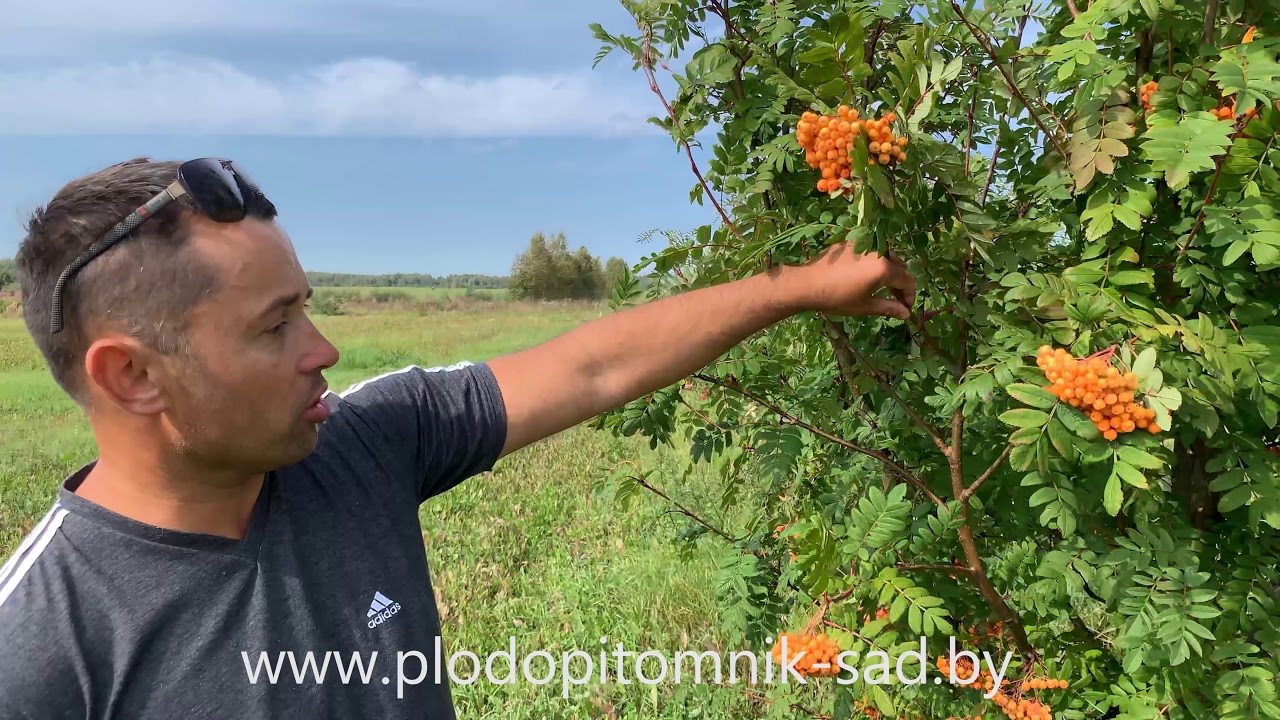 Превью видео