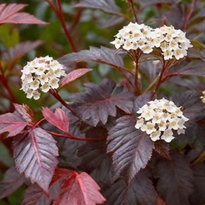 Бордовый в Лиде