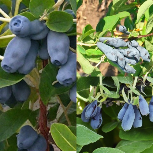 Комплект СЕВЕРНЫЕ ВИТАМИНЫ в Лиде