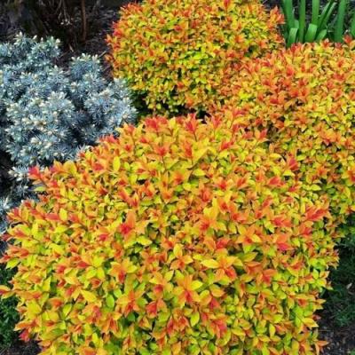 Низкорослая в Лиде